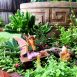 Fairy Garden Starter Kit 3