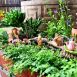 Fairy Garden Starter Kit 4