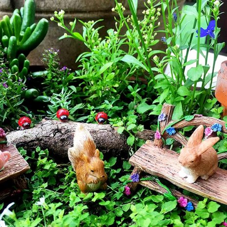 Fairy Garden Starter Kit 5