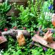 Fairy Garden Starter Kit 5