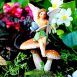 Fairy With Butterfly on Mushroom 2