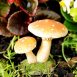 Fairy With Butterfly on Mushroom 5