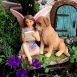 Fairies and Friends Set 2