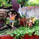 Fairy Garden Harp and Swing Set 4