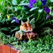 Story Time Fairies – Fairy Figurine 3