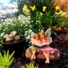 Story Time Fairies - Fairy Figurine